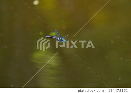 Oniyama, a dragonfly that patrols a certain area with Japan's largest dragonfly Oniyama, a dragonfly that patrols a certain area with Japan's largest dragonfly 134478161