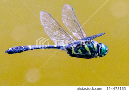 Oniyama, a dragonfly that patrols a certain area with Japan's largest dragonfly Oniyama, a dragonfly that patrols a certain area with Japan's largest dragonfly 134478163