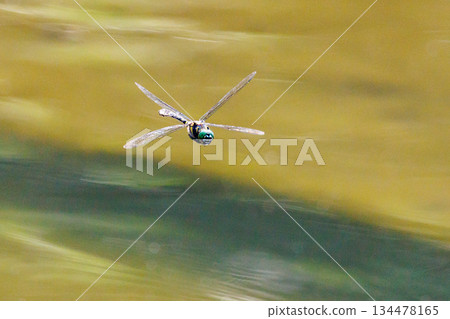 Oniyama, a dragonfly that patrols a certain area with Japan's largest dragonfly Oniyama, a dragonfly that patrols a certain area with Japan's largest dragonfly 134478165