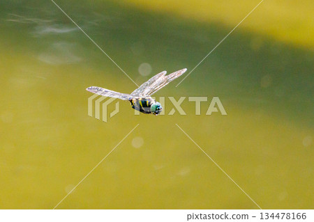 Oniyama, a dragonfly that patrols a certain area with Japan's largest dragonfly 134478166