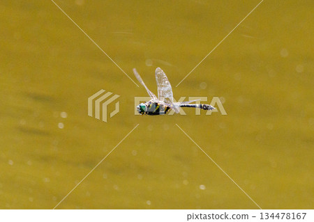 Oniyama, a dragonfly that patrols a certain area with Japan's largest dragonfly 134478167