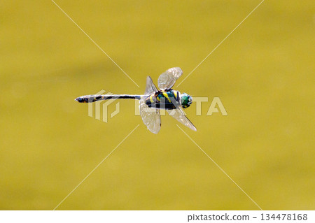 Oniyama, a dragonfly that patrols a certain area with Japan's largest dragonfly Oniyama, a dragonfly that patrols a certain area with Japan's largest dragonfly 134478168