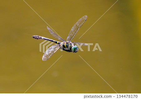 Oniyama, a dragonfly that patrols a certain area with Japan's largest dragonfly 134478170