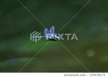 Oniyama, a dragonfly that patrols a certain area with Japan's largest dragonfly Oniyama, a dragonfly that patrols a certain area with Japan's largest dragonfly 134478171