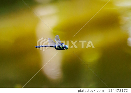 Oniyama, a dragonfly that patrols a certain area with Japan's largest dragonfly Oniyama, a dragonfly that patrols a certain area with Japan's largest dragonfly 134478172