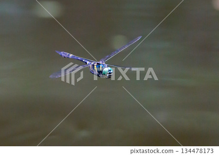 Oniyama, a dragonfly that patrols a certain area with Japan's largest dragonfly Oniyama, a dragonfly that patrols a certain area with Japan's largest dragonfly 134478173