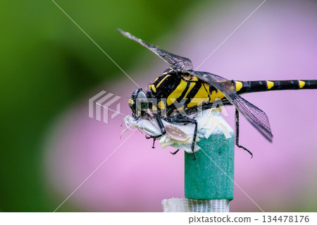 Oniyama, a dragonfly that patrols a certain area with Japan's largest dragonfly 134478176