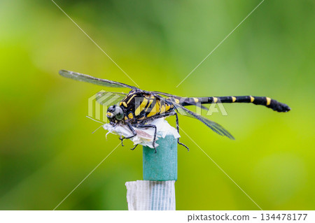 Oniyama, a dragonfly that patrols a certain area with Japan's largest dragonfly Oniyama, a dragonfly that patrols a certain area with Japan's largest dragonfly 134478177