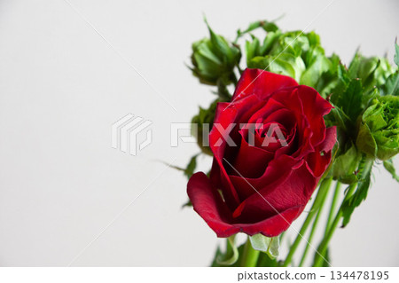 綠色和紅色的玫瑰 綠色和紅色的玫瑰 134478195