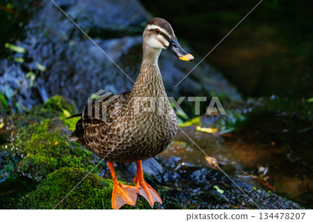 每年與父母和孩子一起遊行的斑嘴鴨都備受關注 134478207