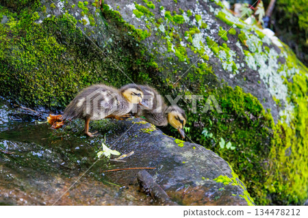 Spot-billed ducks where the march with parents and children attracts a lot of attention every year Spot-billed ducks where the march with parents and children attracts a lot of attention every year 134478212