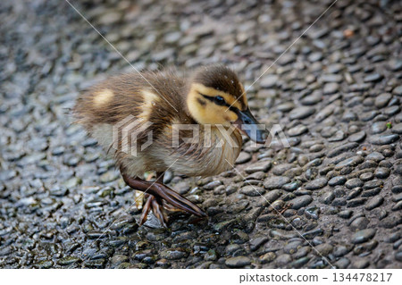 Spot-billed ducks where the march with parents and children attracts a lot of attention every year Spot-billed ducks where the march with parents and children attracts a lot of attention every year 134478217