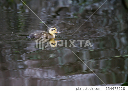Spot-billed ducks where the march with parents and children attracts a lot of attention every year Spot-billed ducks where the march with parents and children attracts a lot of attention every year 134478228