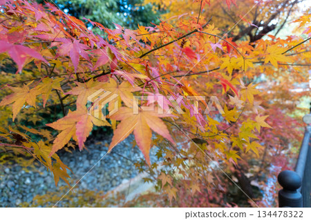 Scenery of the Kyoto Loop Trail and its surroundings Scenery of the Kyoto Loop Trail and its surroundings 134478322