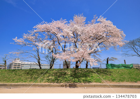 四月，鳥取縣米子城遺址原二之丸外院網球場上的櫻花盛開。 134478703