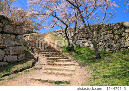 Cherry blossoms at the ruins of Yonago Castle, Tetsugomon Gate, April, Tottori Prefecture Cherry blossoms at the ruins of Yonago Castle, Tetsugomon Gate, April, Tottori Prefecture 134479343