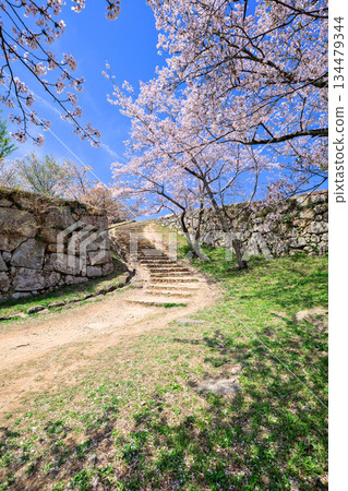Cherry blossoms at the ruins of Yonago Castle, Tetsugomon Gate, April, Tottori Prefecture 134479344