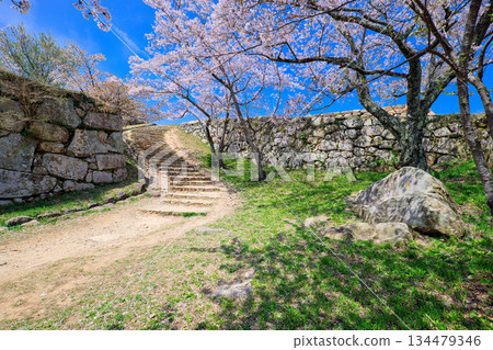 Cherry blossoms at the ruins of Yonago Castle, Tetsugomon Gate, April, Tottori Prefecture Cherry blossoms at the ruins of Yonago Castle, Tetsugomon Gate, April, Tottori Prefecture 134479346