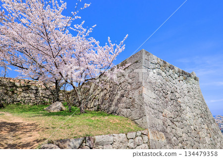 Cherry blossoms at the ruins of Yonago Castle, Tottori Prefecture. Four-story turret base, corner of the stone wall of the small castle tower base, April Cherry blossoms at the ruins of Yonago Castle, Tottori Prefecture. Four-story turret base, corner of the stone wall of the small castle tower base, April 134479358