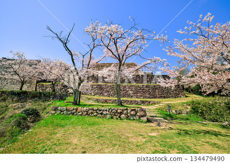 <Tottori Prefecture> Yonago Castle Ruins and Cherry Blossoms, Stone Wall of the Main Tower, April 134479490