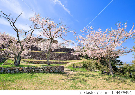 <Tottori Prefecture> Yonago Castle Ruins and Cherry Blossoms, Stone Wall of the Main Tower, April <Tottori Prefecture> Yonago Castle Ruins and Cherry Blossoms, Stone Wall of the Main Tower, April 134479494