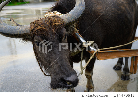尤布島，水牛拉著水牛車 134479615