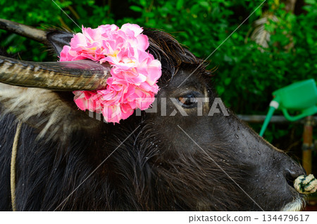 Water buffalo with flower decorations, Yubu Island Water buffalo with flower decorations, Yubu Island 134479617