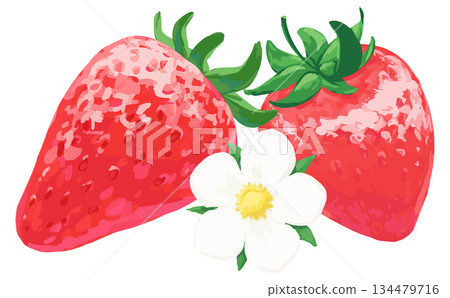 Hand-drawn strawberry illustration_two and flower 134479716
