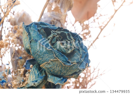 白色背景下的乾燥花 134479935