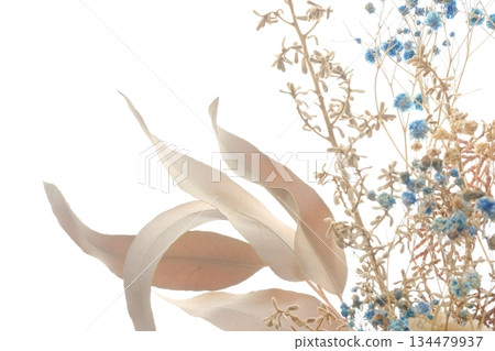 Dried flowers on a white background 134479937