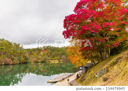 [Urabandai, Fukushima Prefecture] Autumn leaves at Lake Goshikinuma (Bishamon Lake), October and November 134479945