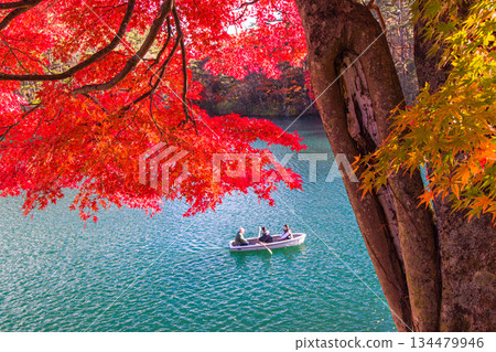 [Urabandai, Fukushima Prefecture] Autumn leaves at Lake Goshikinuma (Bishamon Lake), October and November 134479946