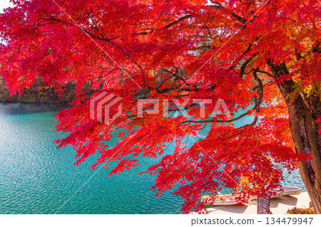 【福島縣貔岱市】十月至十一月,五色沼湖(毘沙門湖)的秋葉 【福島縣貔岱市】十月至十一月,五色沼湖(毘沙門湖)的秋葉 134479947