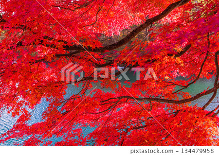 【福島縣貔岱市】十月至十一月，五色沼湖（毘沙門湖）的秋葉 134479958