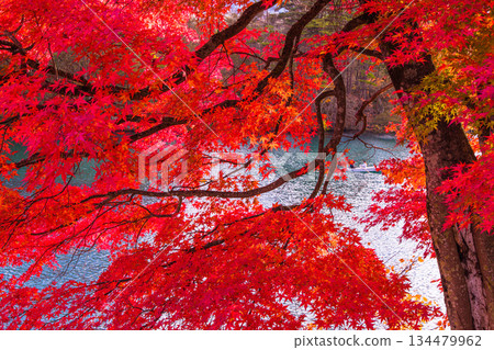 【福島縣貔岱市】十月至十一月，五色沼湖（毘沙門湖）的秋葉 134479962