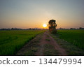 Soil road between the rice farms in the conutryside and sunset sky background 134479994