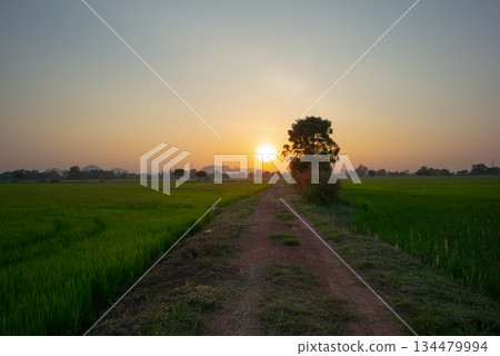 Soil road between the rice farms in the conutryside and sunset sky background 134479994