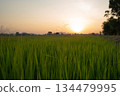 Field of rice farm with sunset and twilight sky in background 134479995