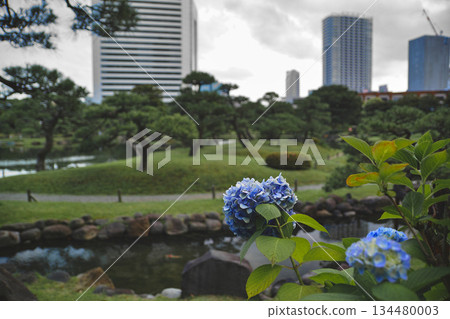 日式庭園中盛開的繡球花與市中心的摩天大樓交相輝映 | 舊芝離宮庭園 134480003