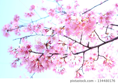 早春時節，長德寺的岡龜櫻花盛開 134480176