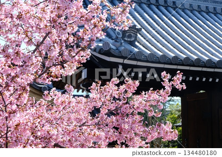 Okame Cherry Blossoms at Chotokuji Temple in early spring 134480180