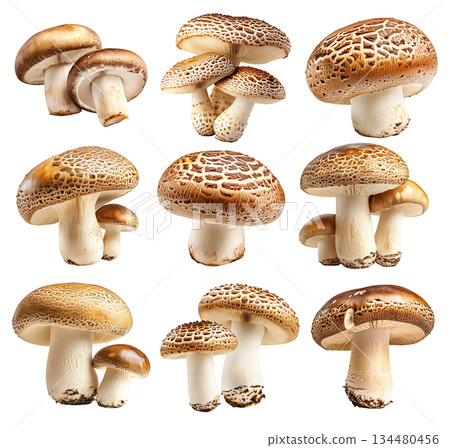 Set of Portobello mushroom showing its textured cap and stem isolated on a white background. 134480456