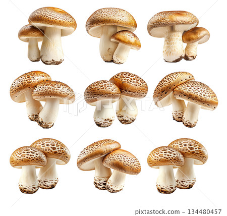 Set of Portobello mushroom showing its textured cap and stem isolated on a white background. 134480457