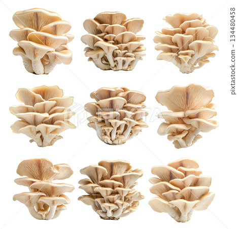 Set of Oyster mushroom showing its textured cap and stem isolated on a white background. 134480458