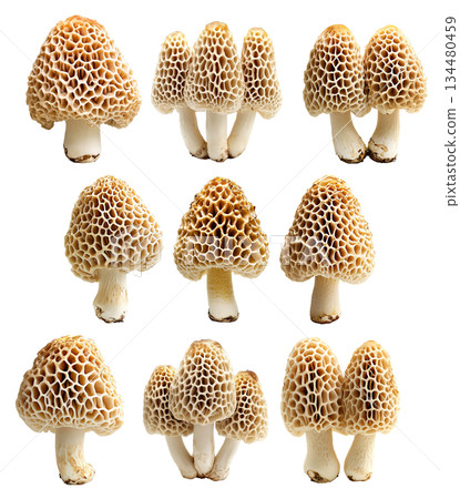 Set of Morel mushroom showing its textured cap and stem isolated on a white background. 134480459