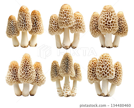 Set of Morel mushroom showing its textured cap and stem isolated on a white background. 134480460