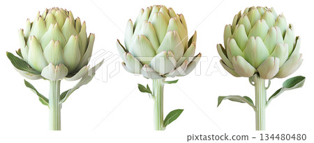 Single fresh green artichoke with detailed texture isolated on white transparent background. 134480480