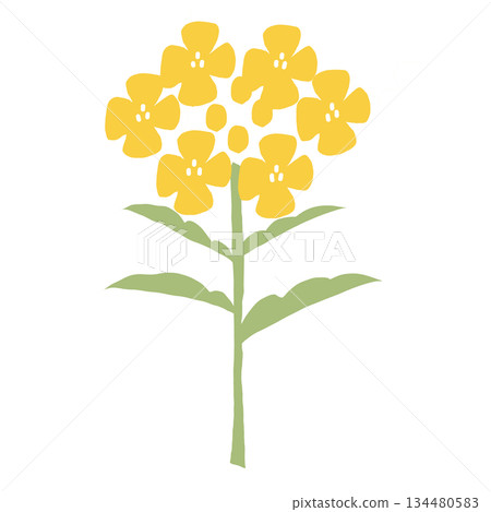 一幅描繪油菜花的簡單插圖，點亮了春天。 134480583