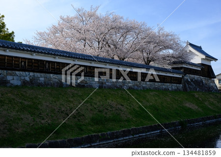 春隆寺城公園的櫻花在春天盛開。 春隆寺城公園的櫻花在春天盛開。 134481859
