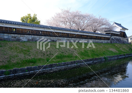 Cherry blossoms bloom in spring at Shoryuji Castle Park Cherry blossoms bloom in spring at Shoryuji Castle Park 134481860
